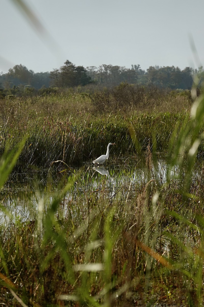 volavka bílá - ML647430027