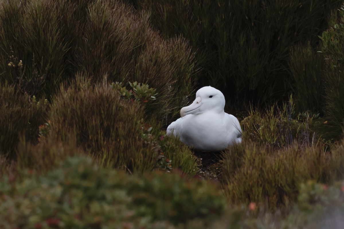 Southern Royal Albatross - ML647430032