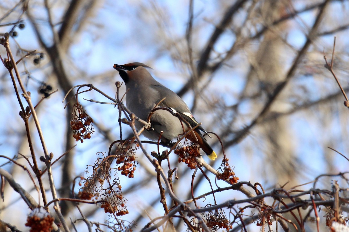 Bohemian Waxwing - ML647430033