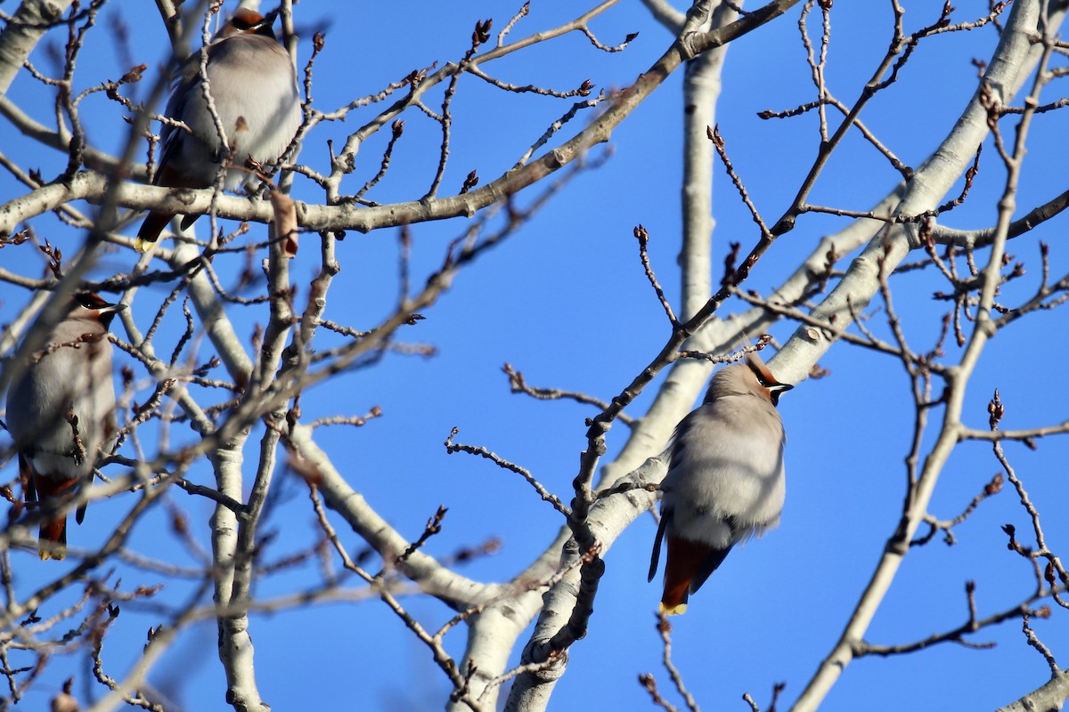 Bohemian Waxwing - ML647430034