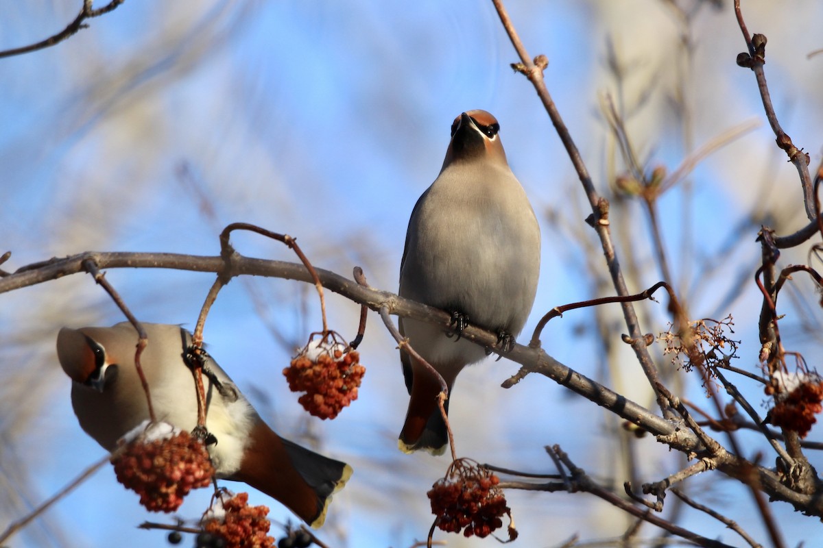 Bohemian Waxwing - ML647430035