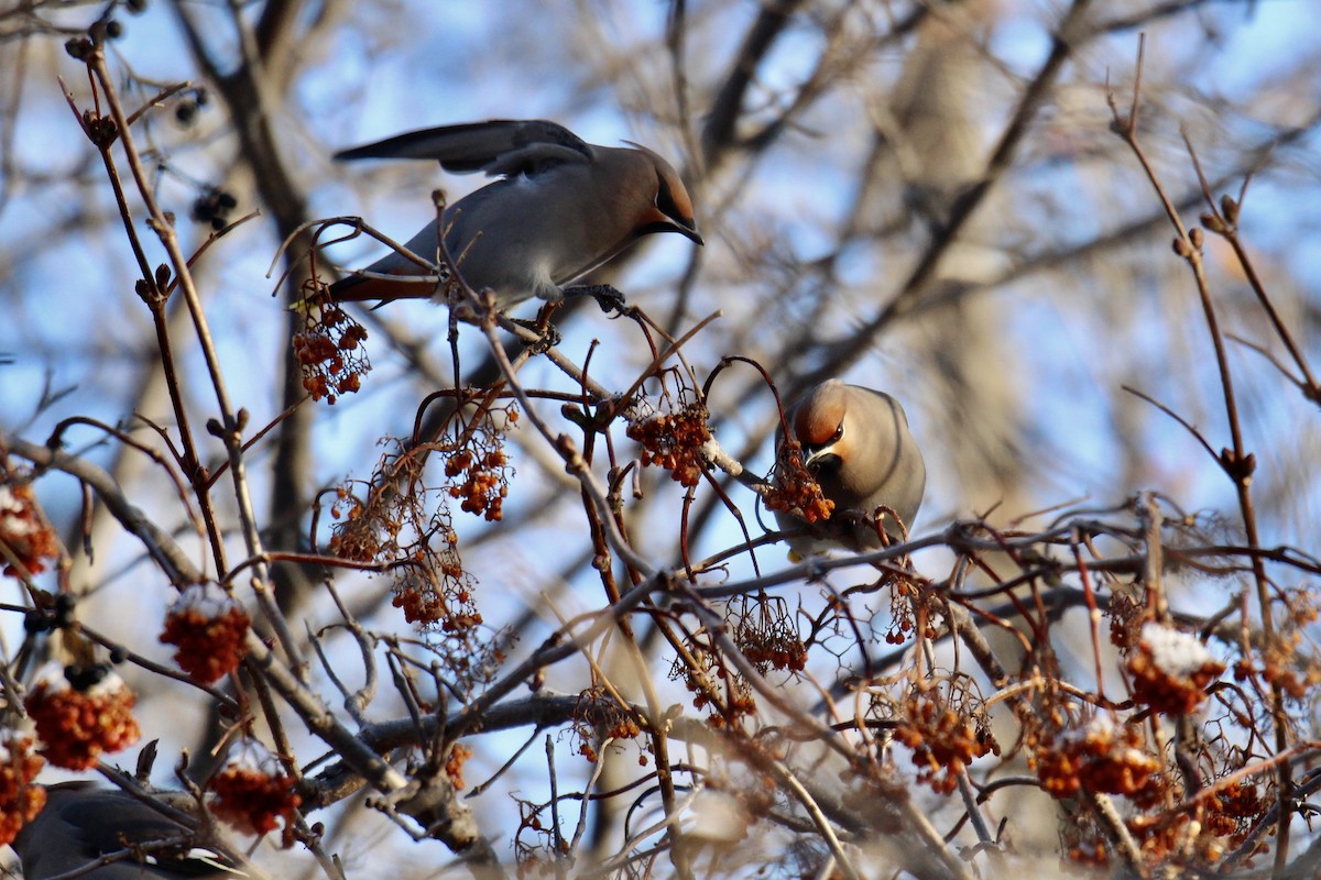 Bohemian Waxwing - ML647430037