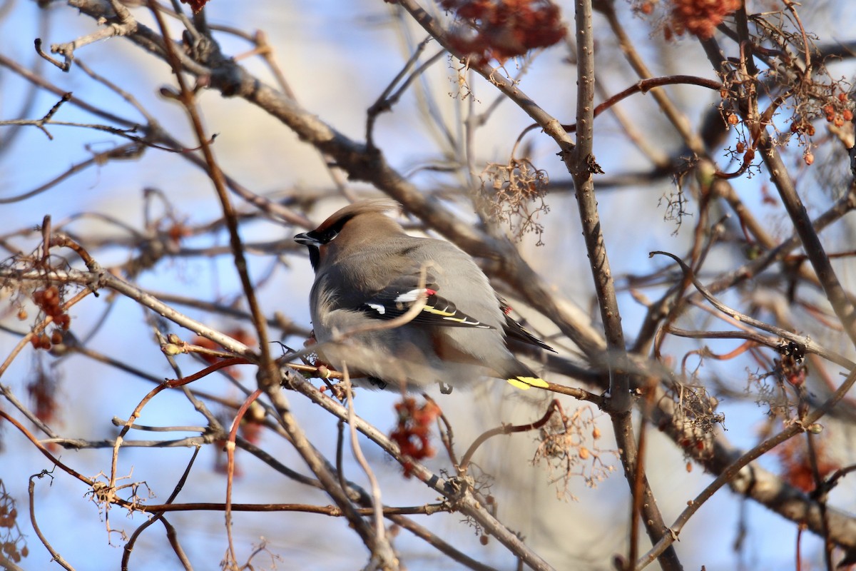 Bohemian Waxwing - ML647430038