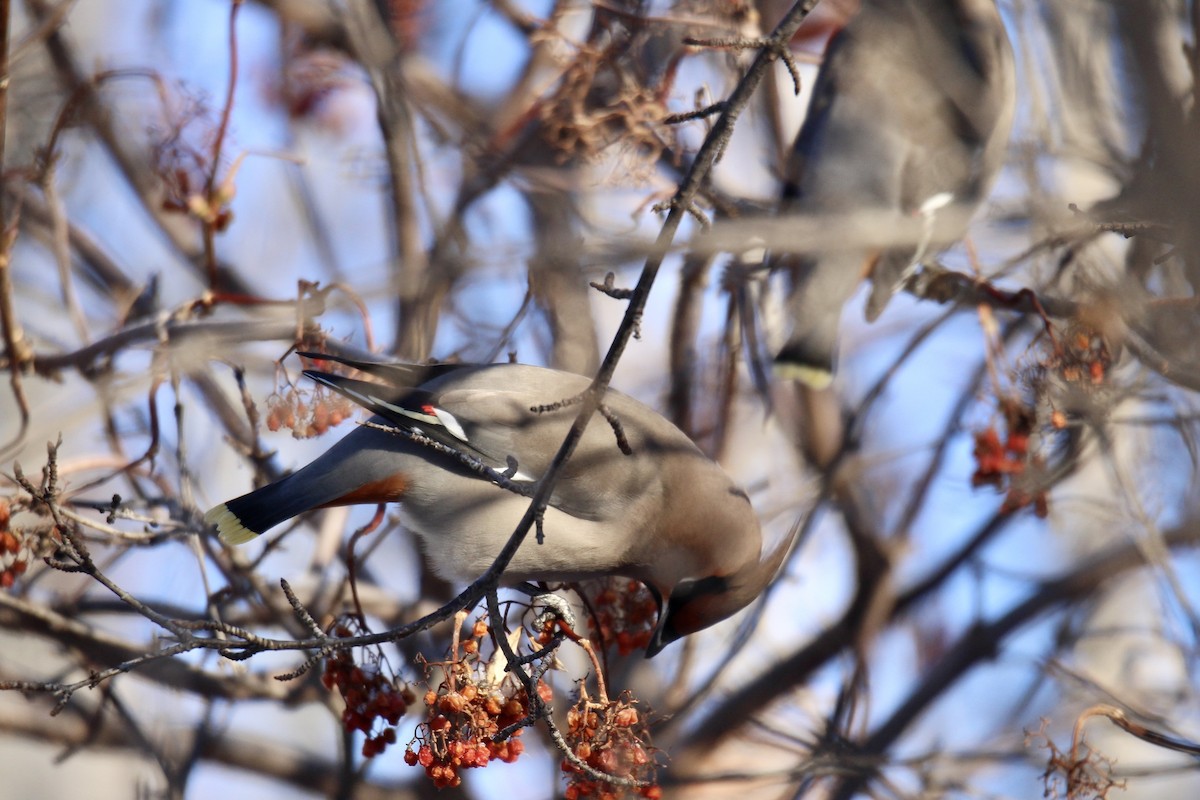 Bohemian Waxwing - ML647430039