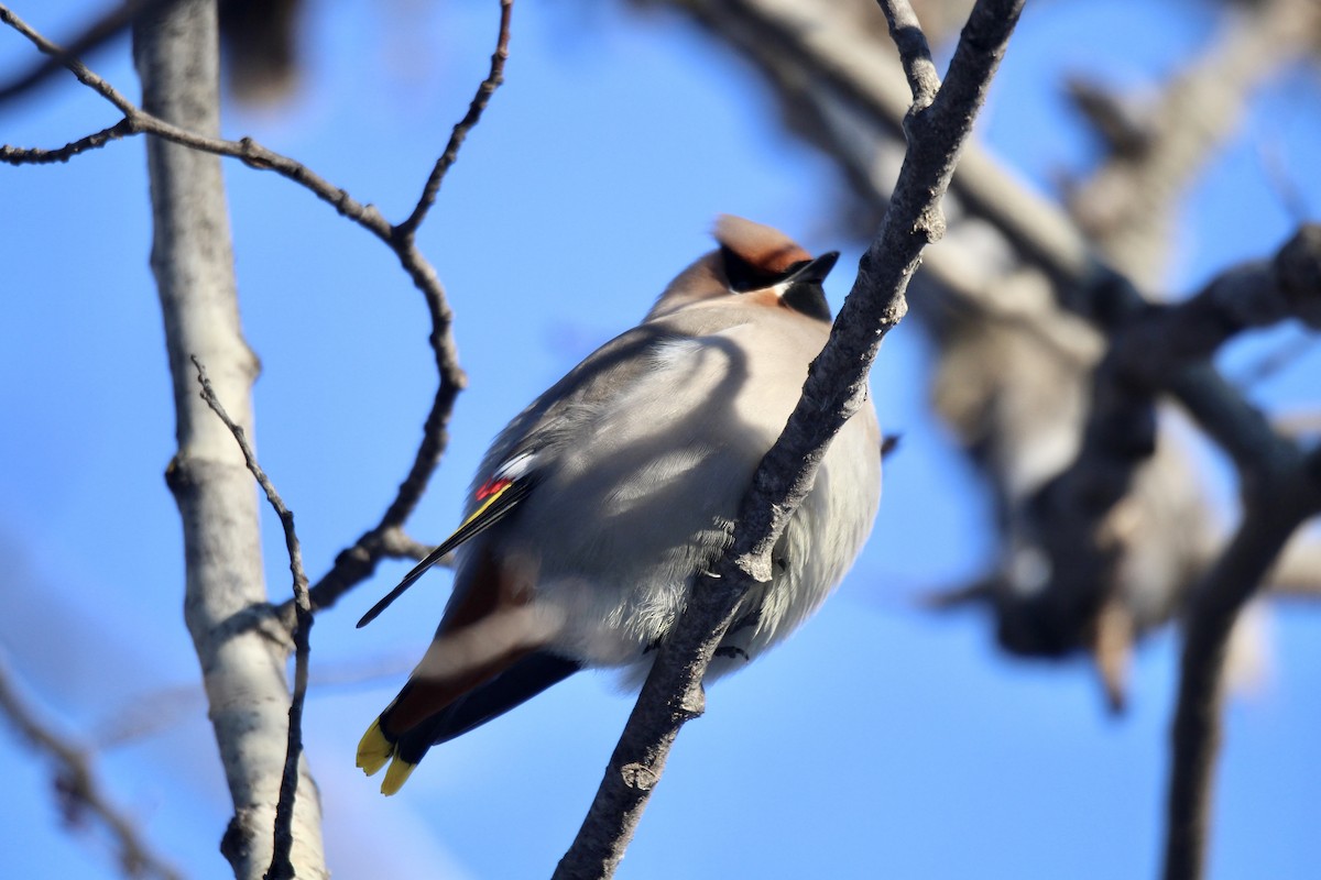 Bohemian Waxwing - ML647430040