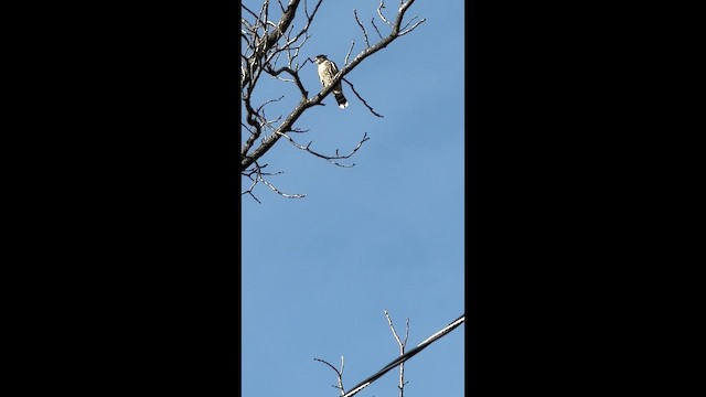 בז גמדי - ML647430047