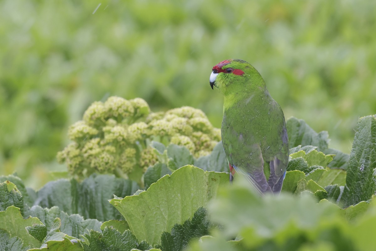 Краснолобый какарики - ML647430058