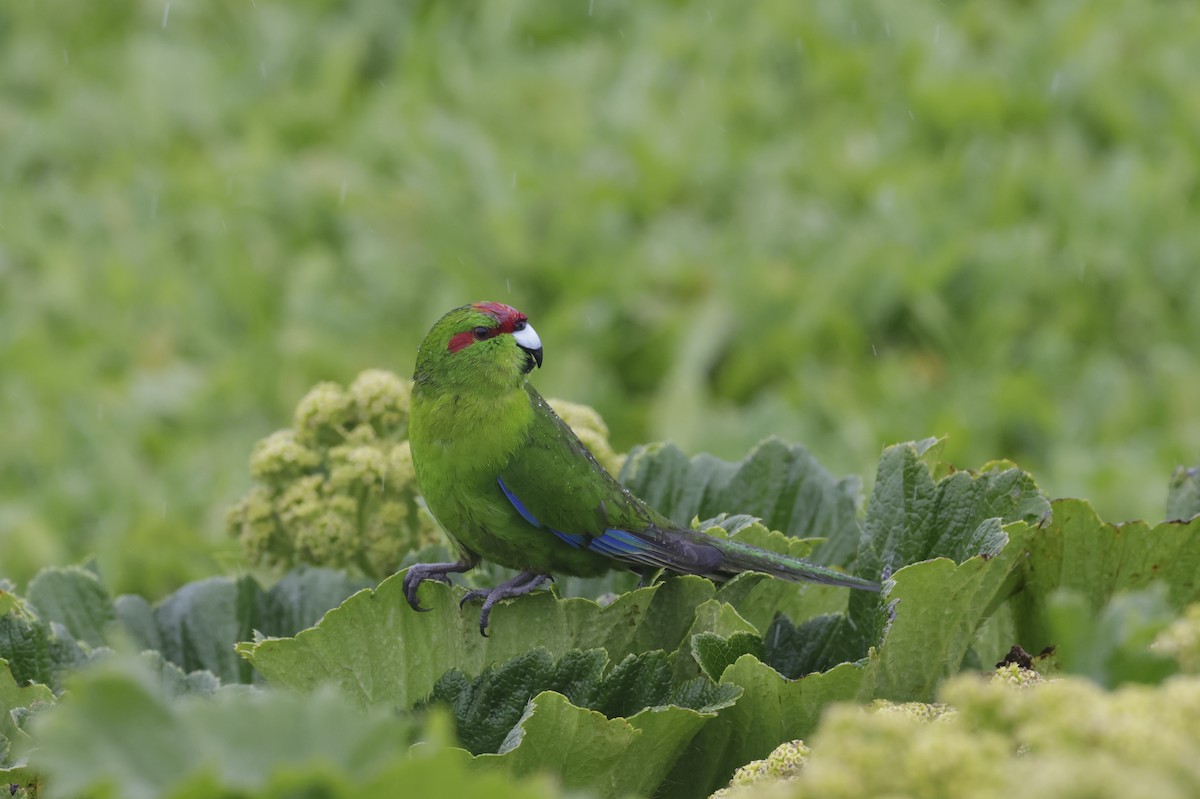 Краснолобый какарики - ML647430059