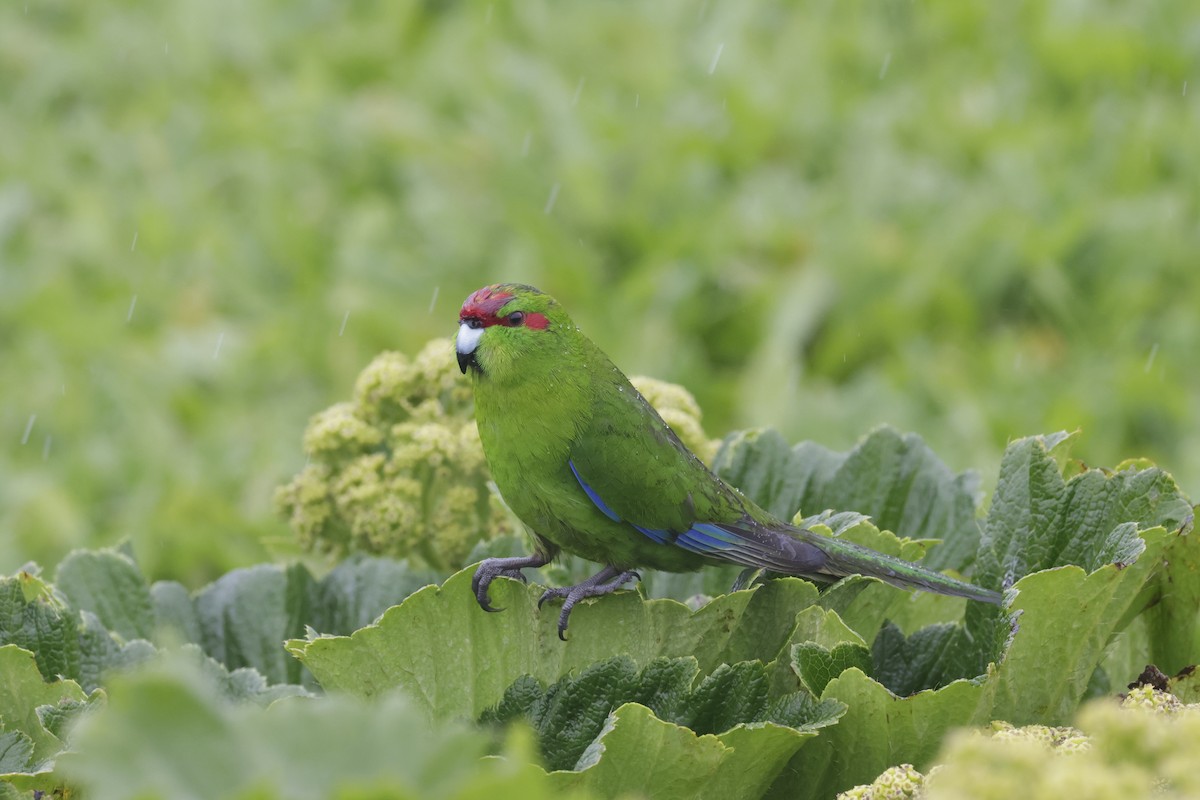 Краснолобый какарики - ML647430061