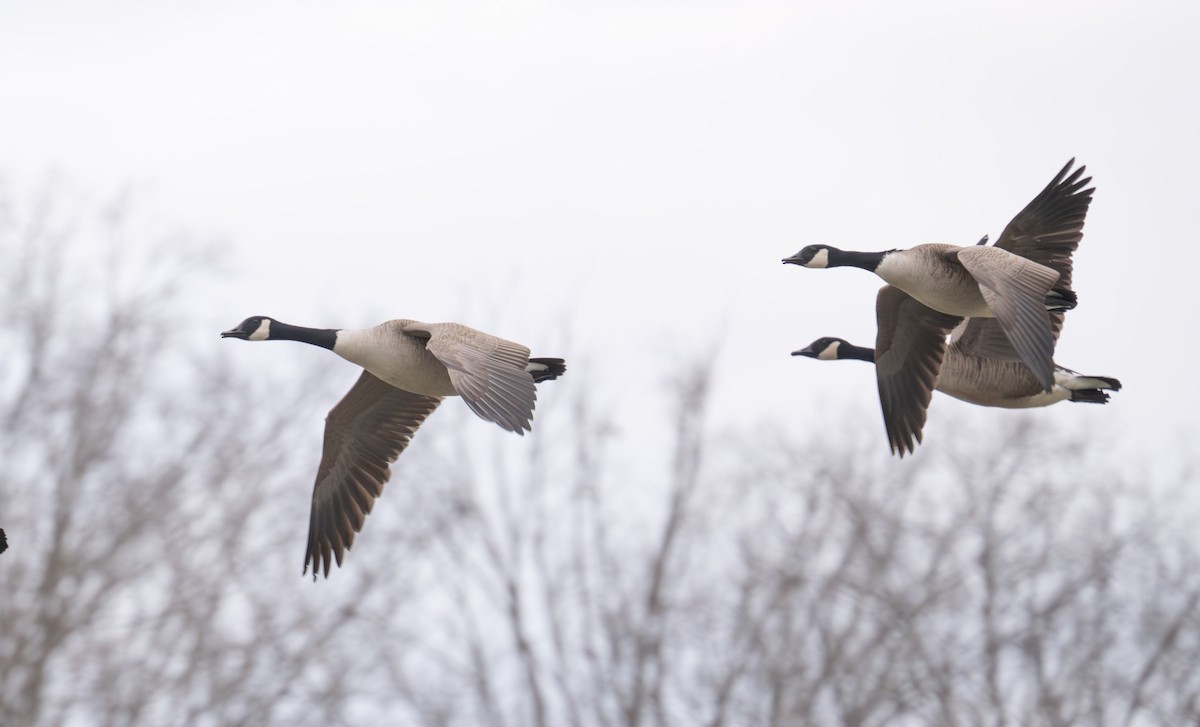 Bernache du Canada - ML647430065