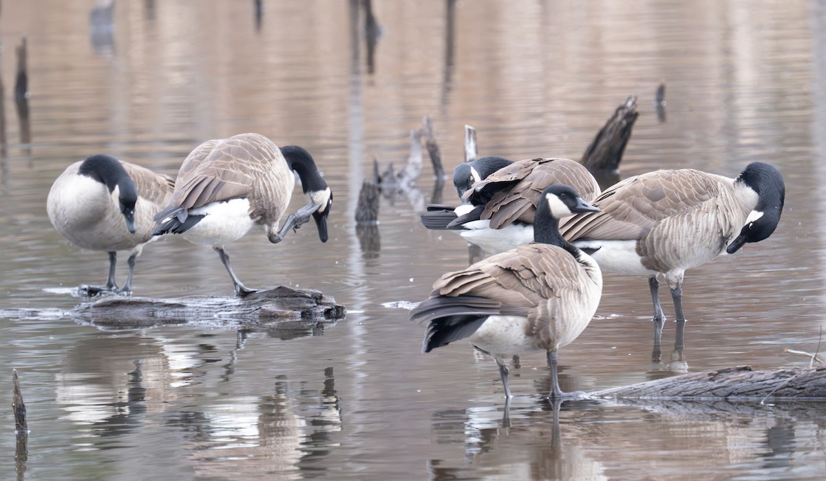 Bernache du Canada - ML647430066