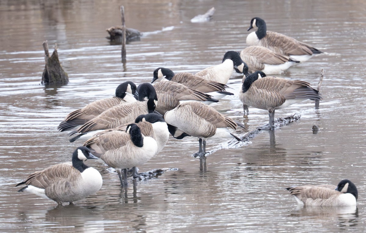 Bernache du Canada - ML647430067