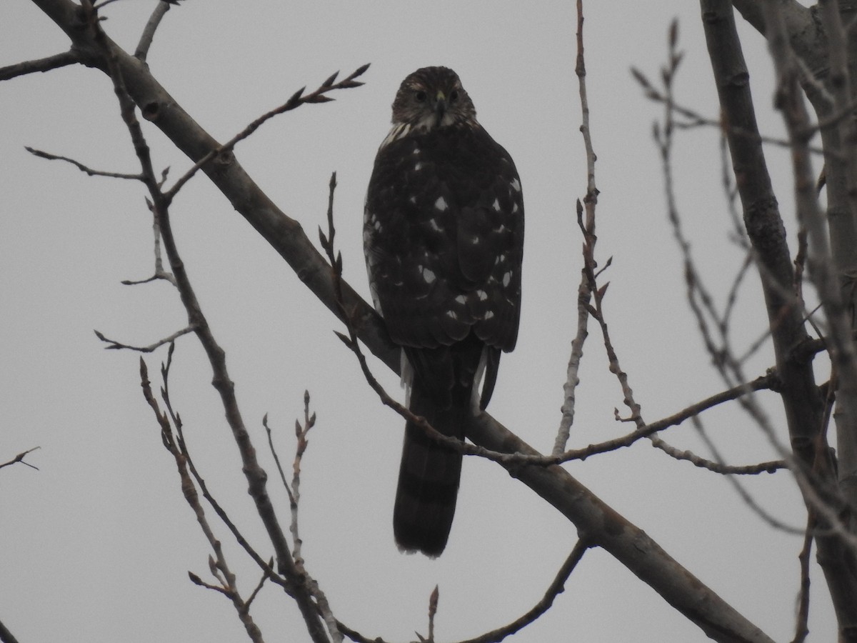 クーパーハイタカ - ML647430086