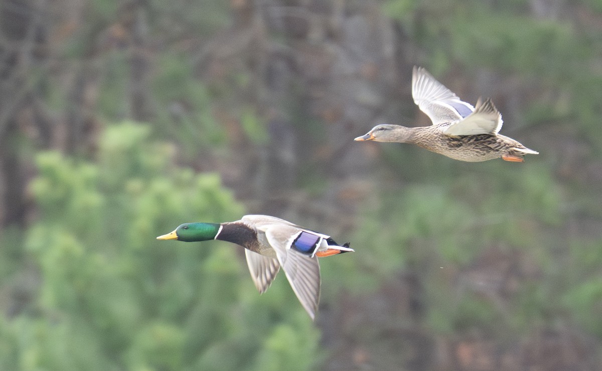 Canard colvert - ML647430087