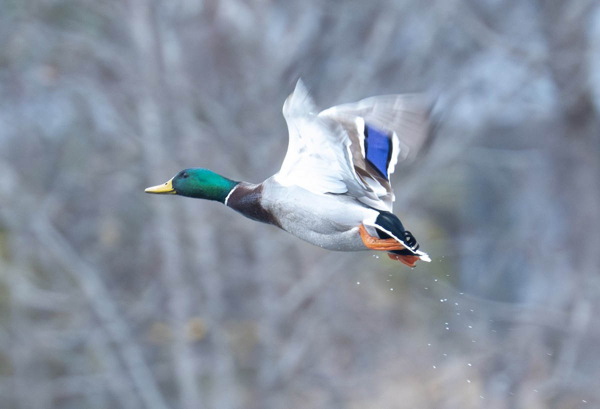 Canard colvert - ML647430088