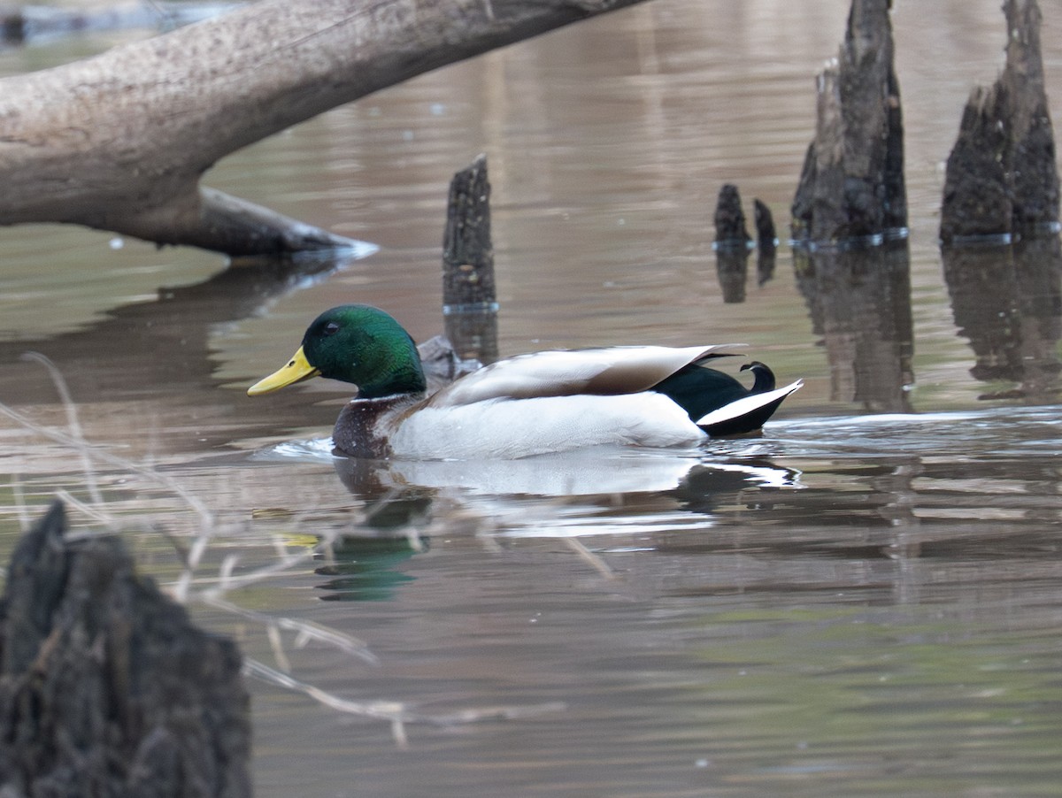 Canard colvert - ML647430089