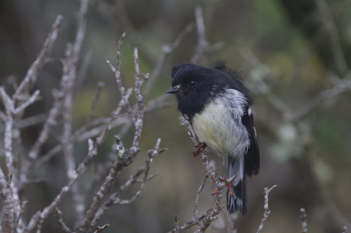 Маорийская петроика - ML647430093