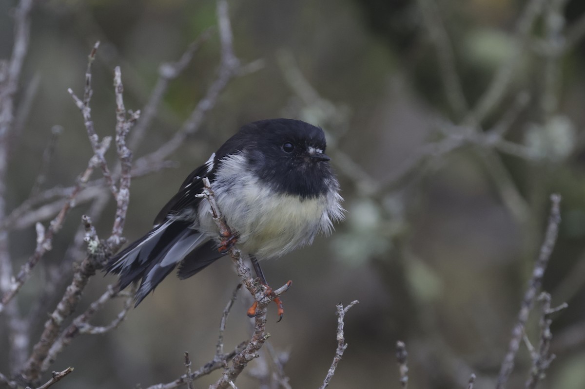 Маорийская петроика - ML647430094