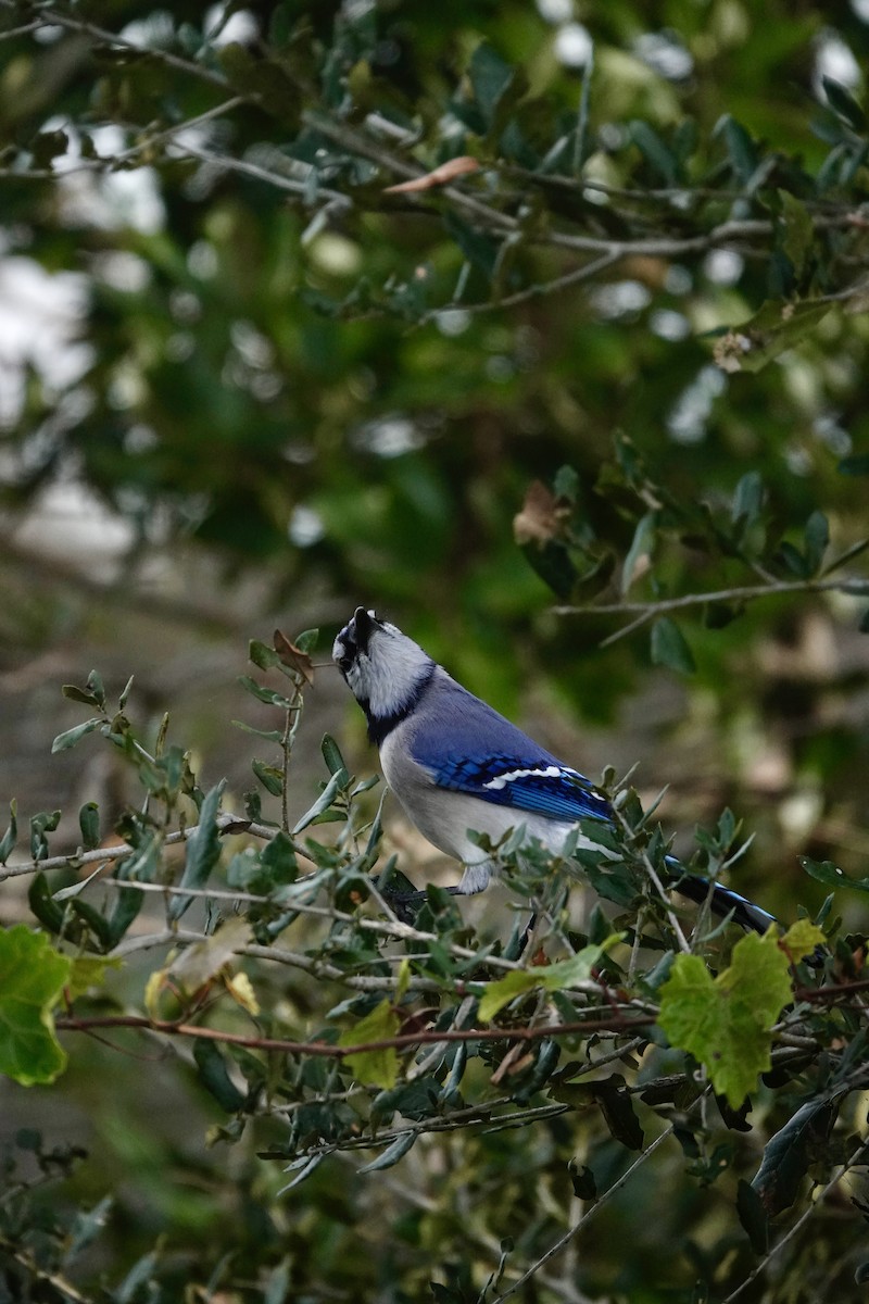 Blue Jay - ML647430097