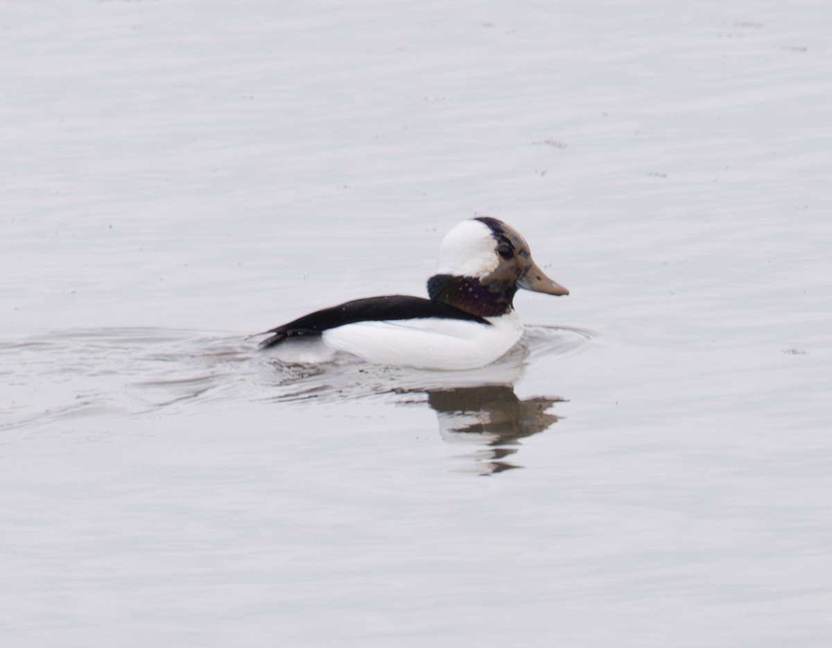 Petit Garrot - ML647430110