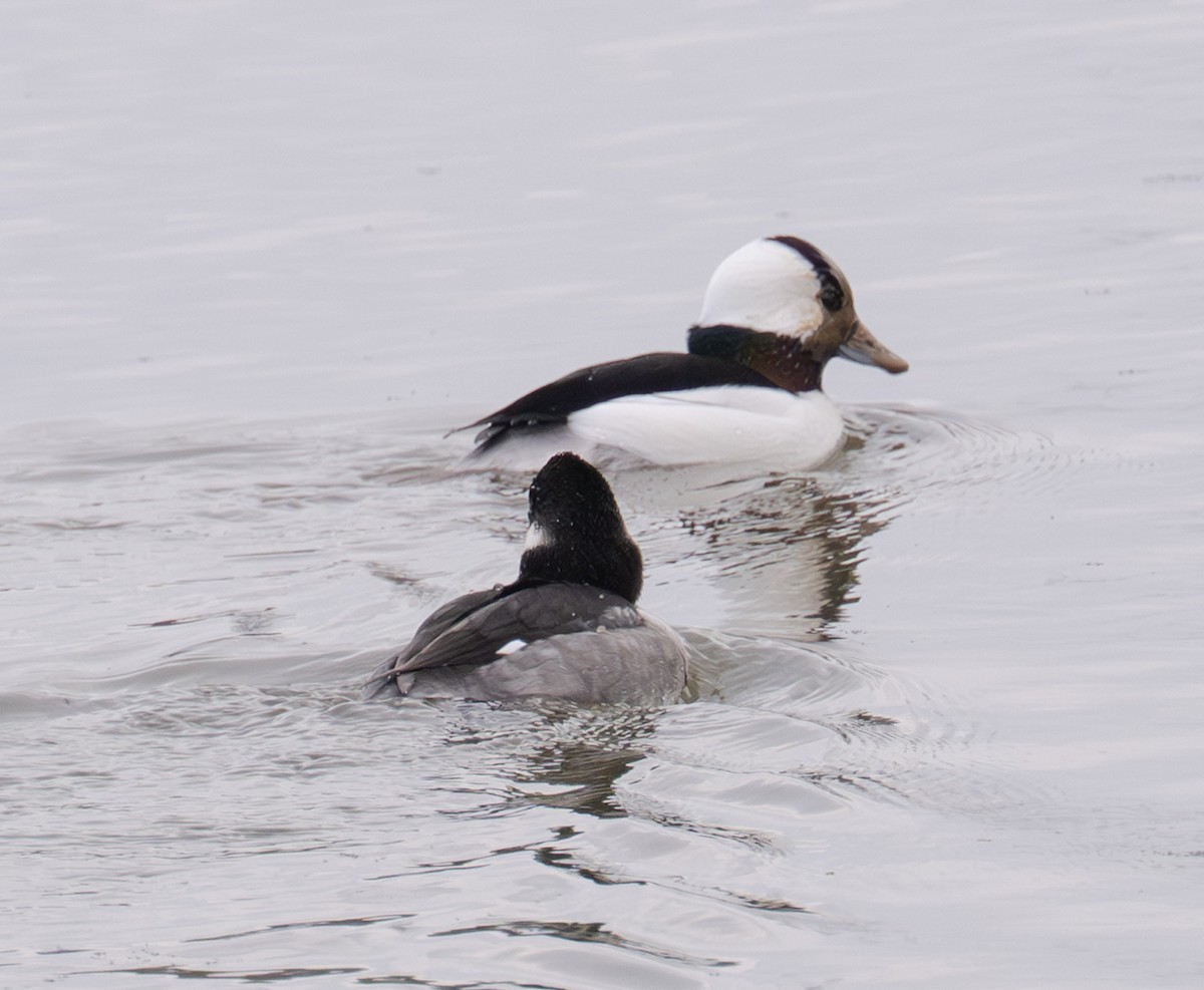 Petit Garrot - ML647430111