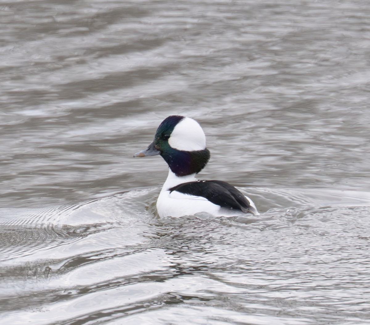 Petit Garrot - ML647430112