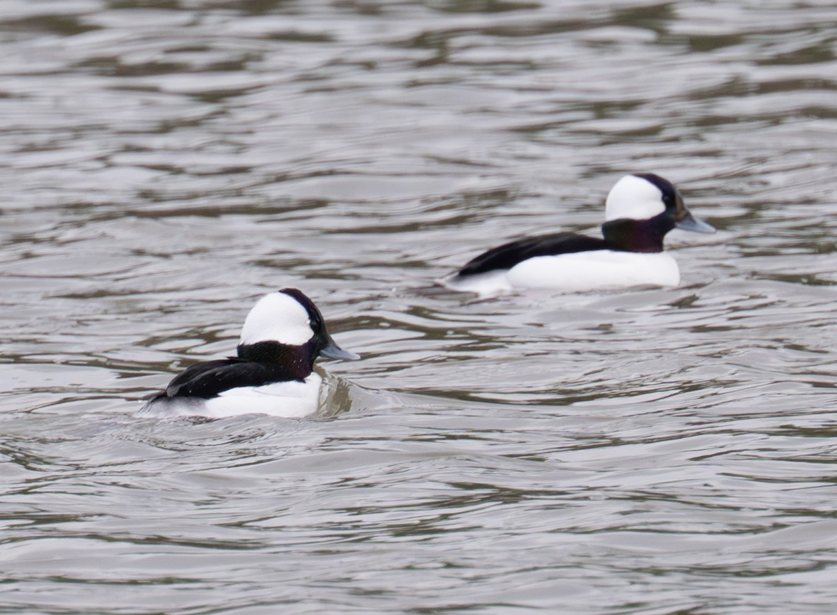 Petit Garrot - ML647430113