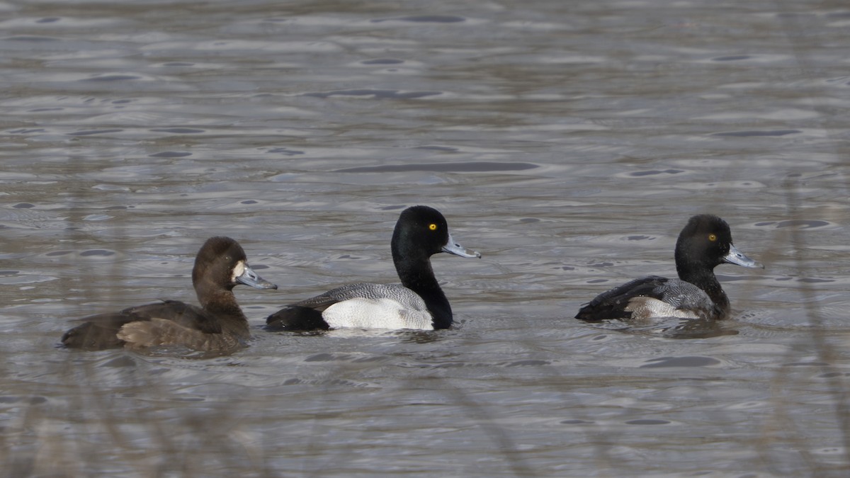 Lesser Scaup - ML647430114