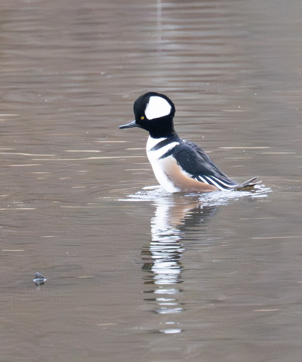 Harle couronné - ML647430117