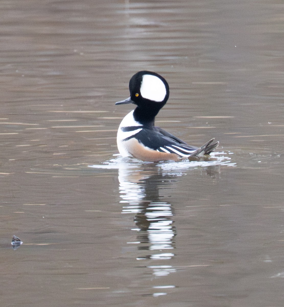 Harle couronné - ML647430118