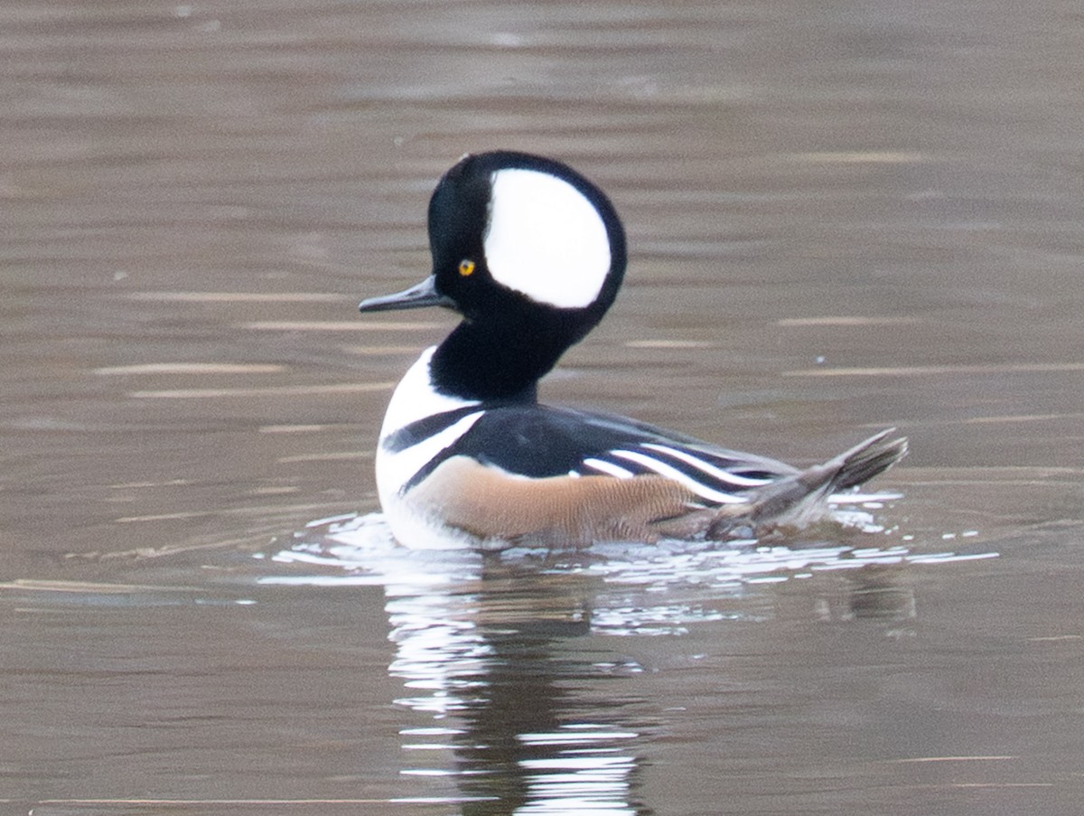 Harle couronné - ML647430119