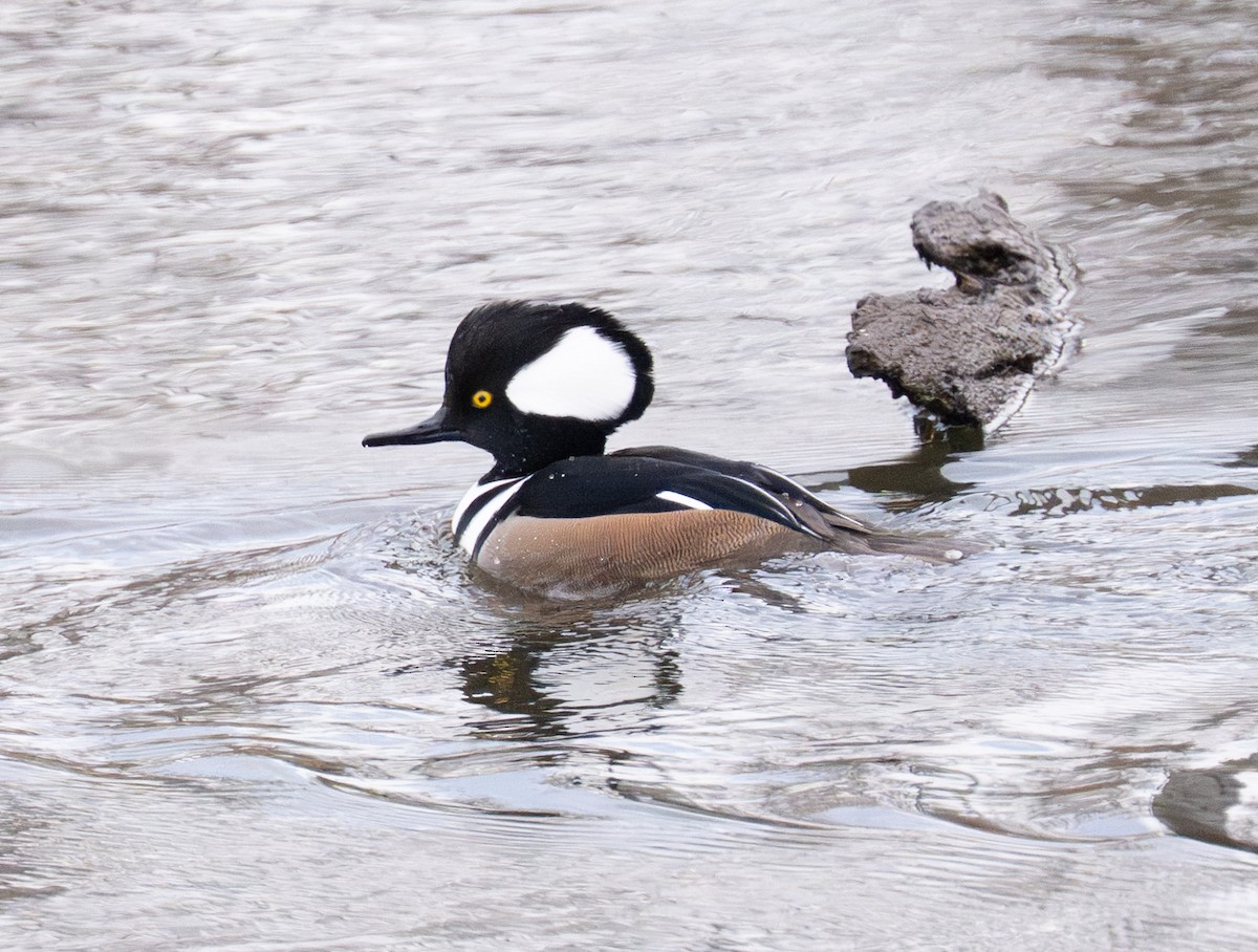 Harle couronné - ML647430120