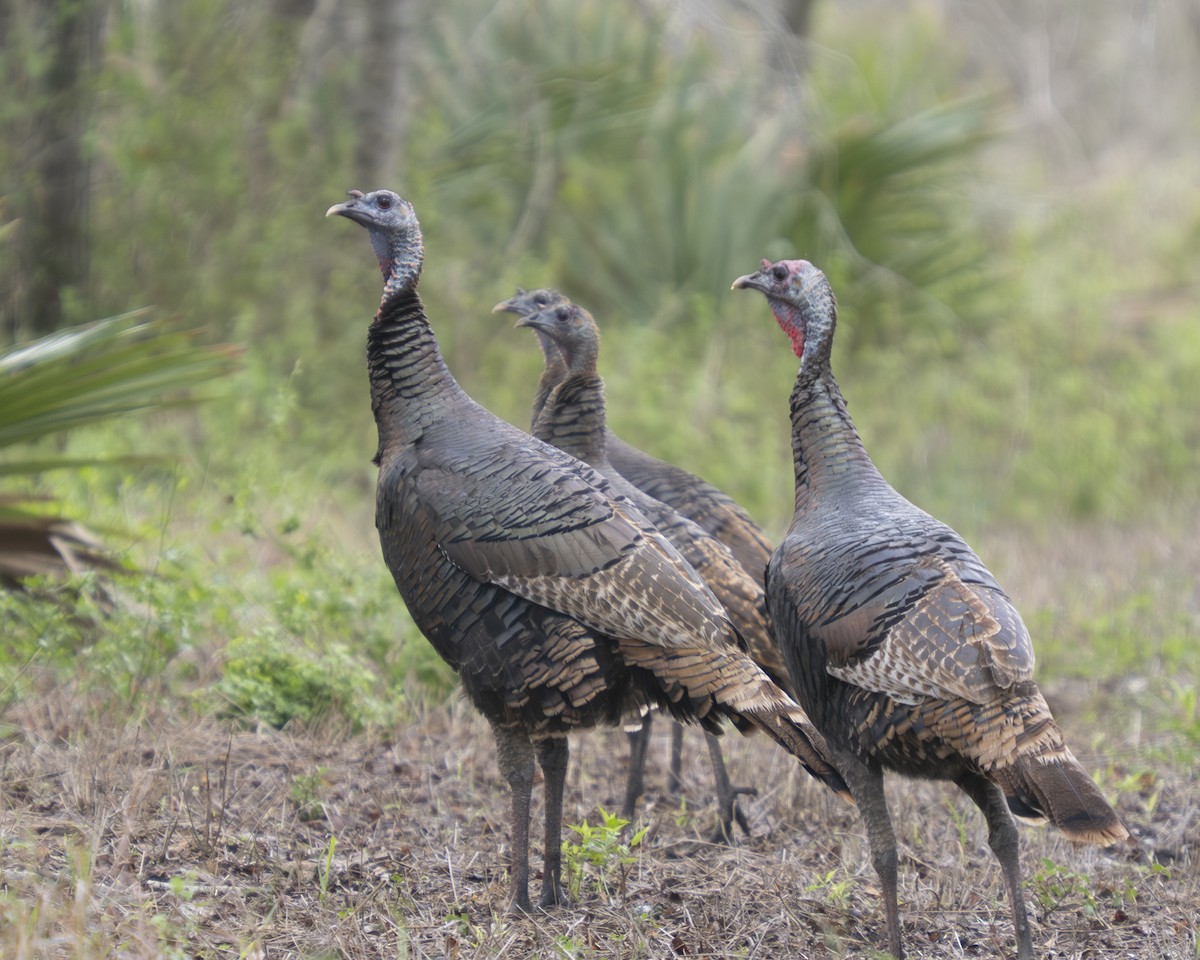 Wild Turkey - ML647430121