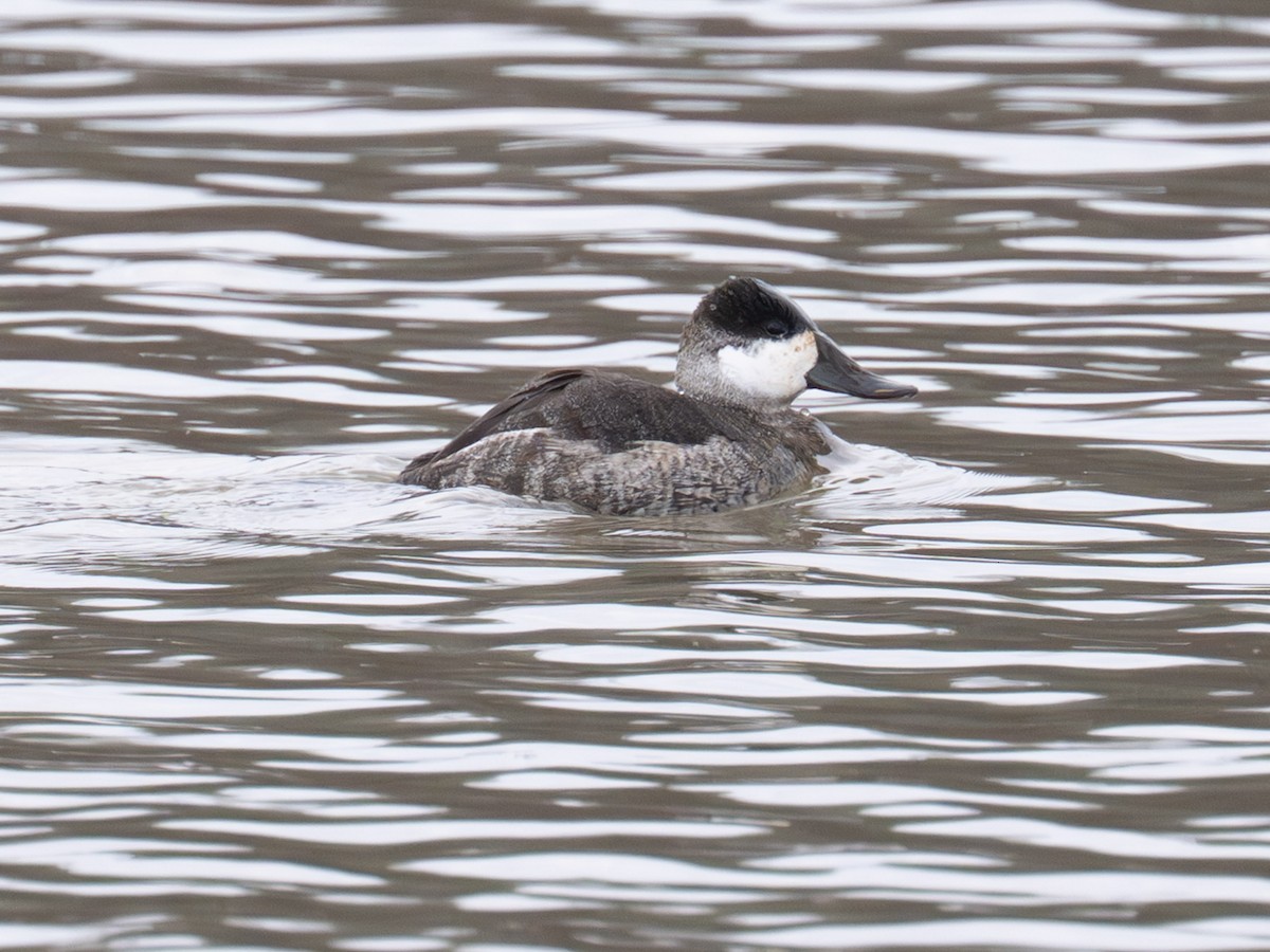 Érismature rousse - ML647430130