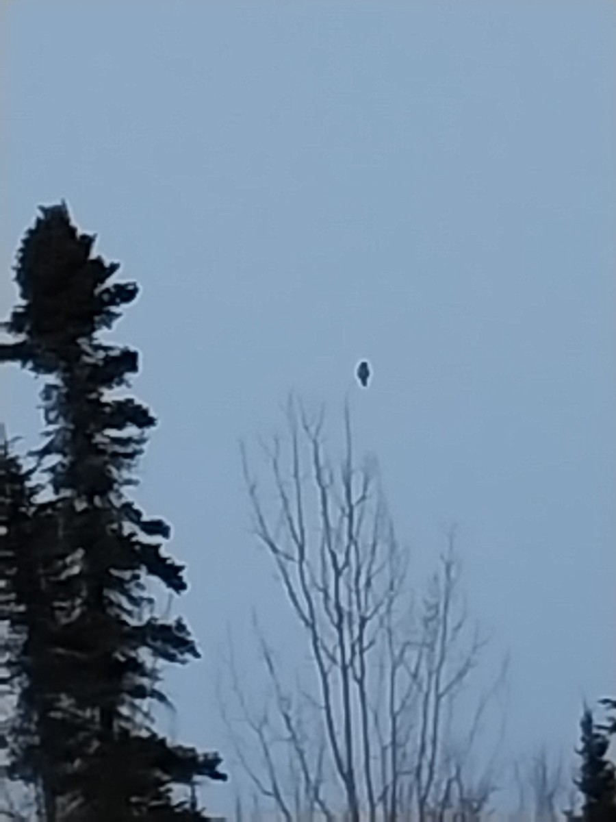 Northern Hawk Owl - ML647430133