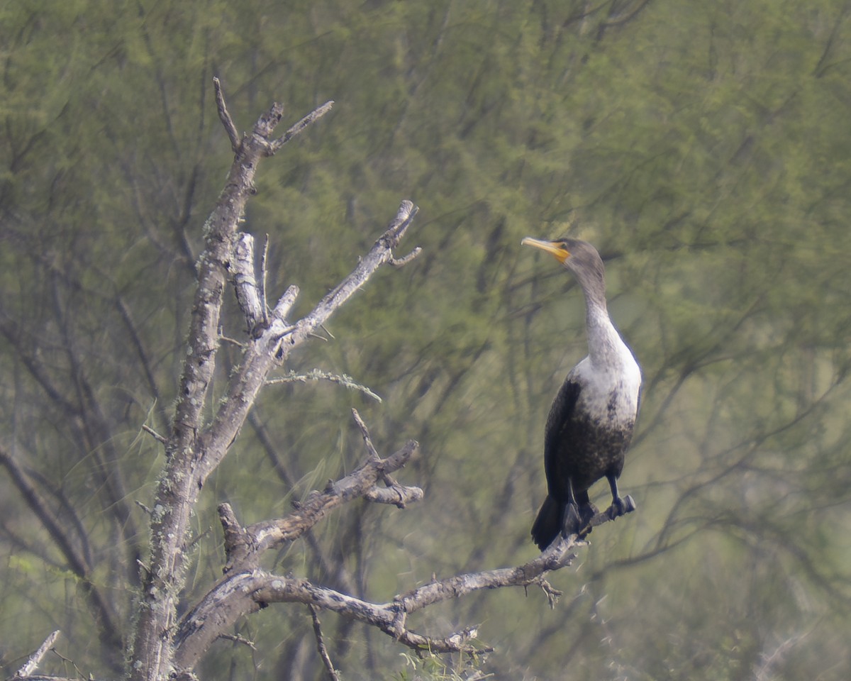 Double-crested Cormorant - ML647430139