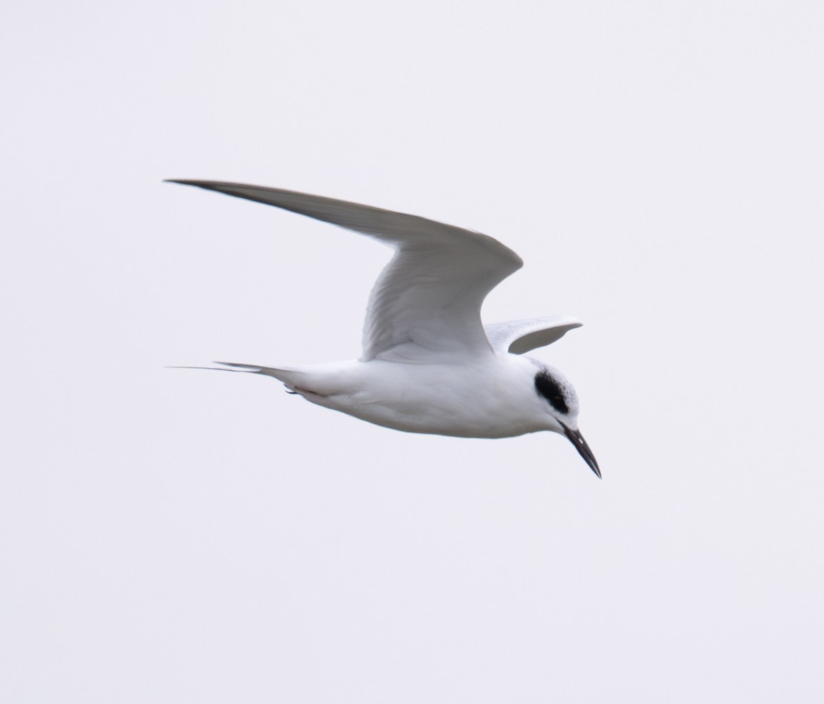 Sterne de Forster - ML647430146