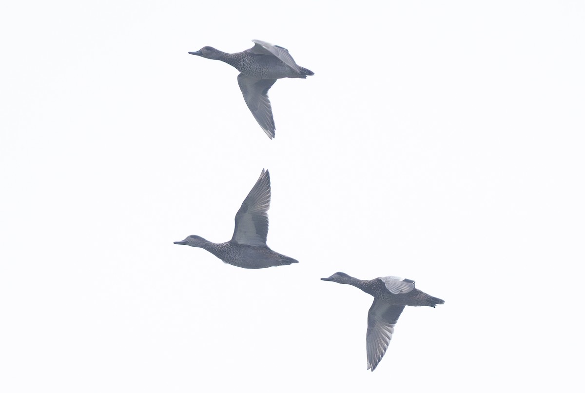 Falcated Duck - ML647430147