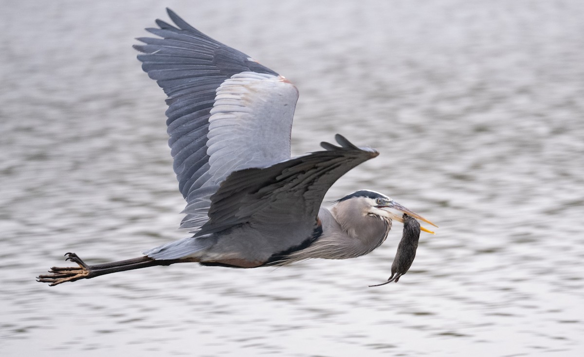 Great Blue Heron - ML647430168