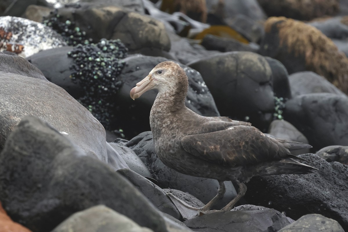 Северный гигантский буревестник - ML647430172