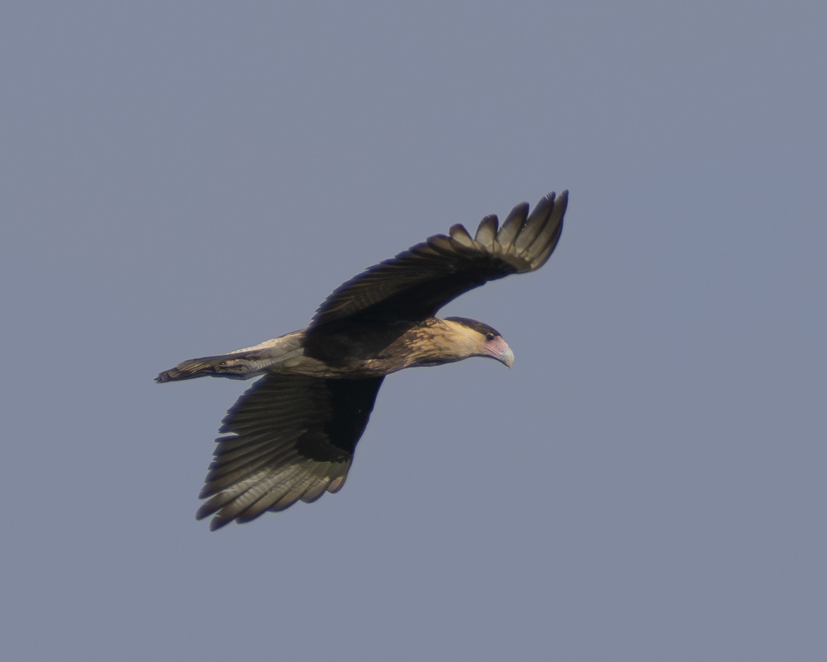 Crested Caracara - ML647430173