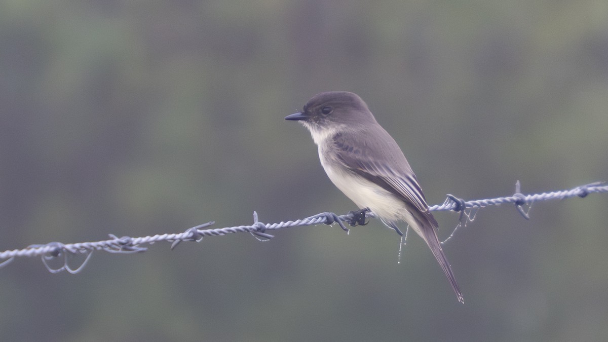 Eastern Phoebe - ML647430175