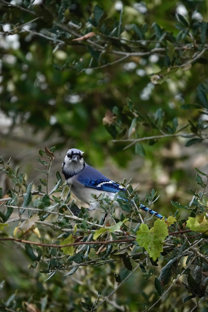 Blue Jay - ML647430176
