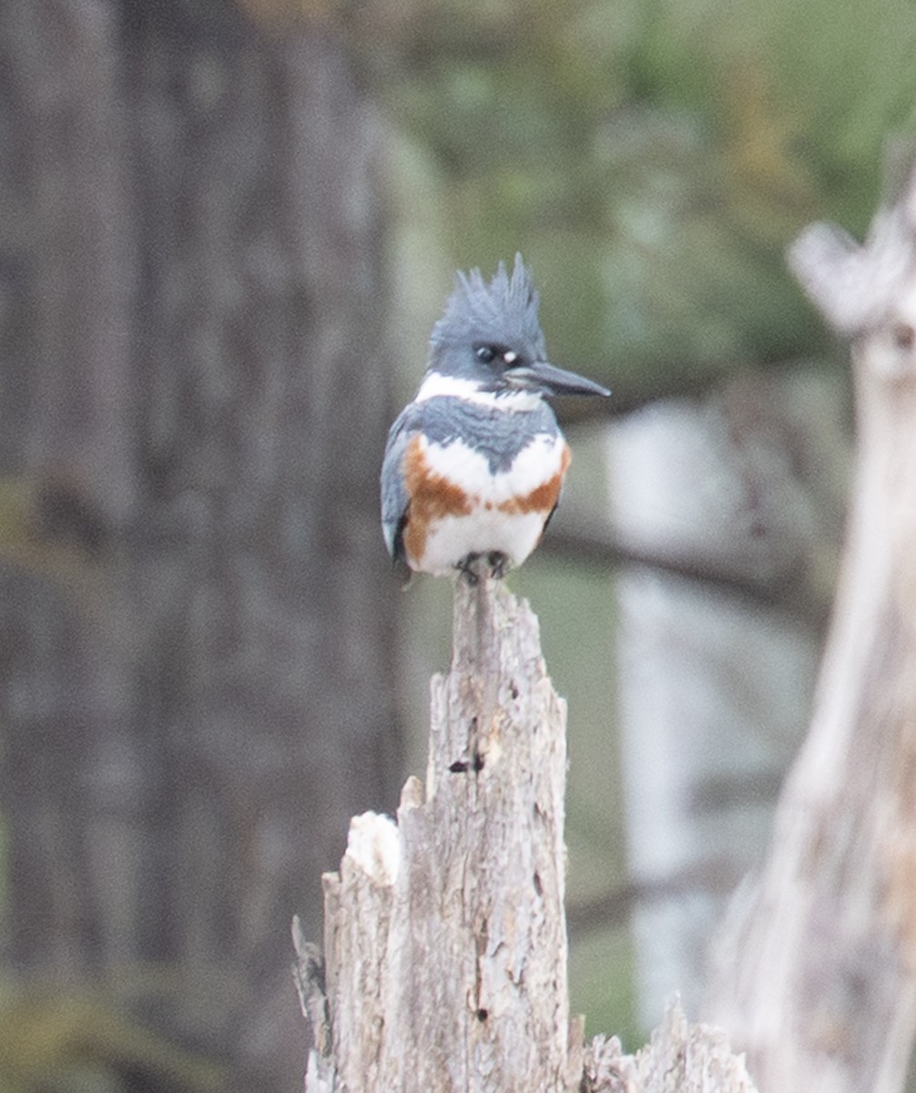 Martin-pêcheur d'Amérique - ML647430188