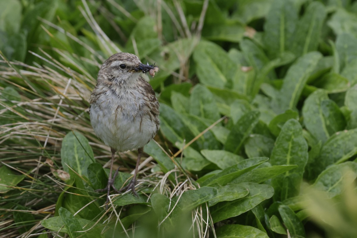New Zealand Pipit - ML647430197