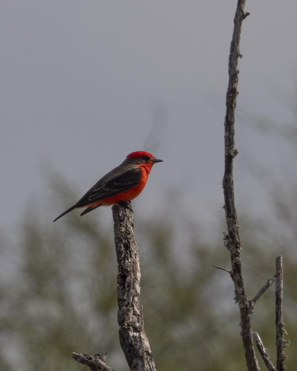 Vermilion Flycatcher - ML647430199