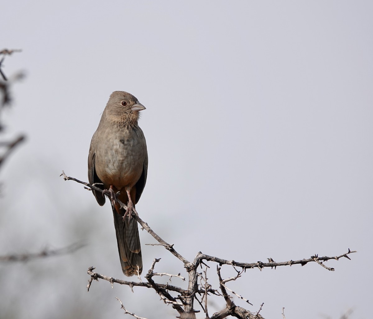 Toquí Pardo - ML647430202