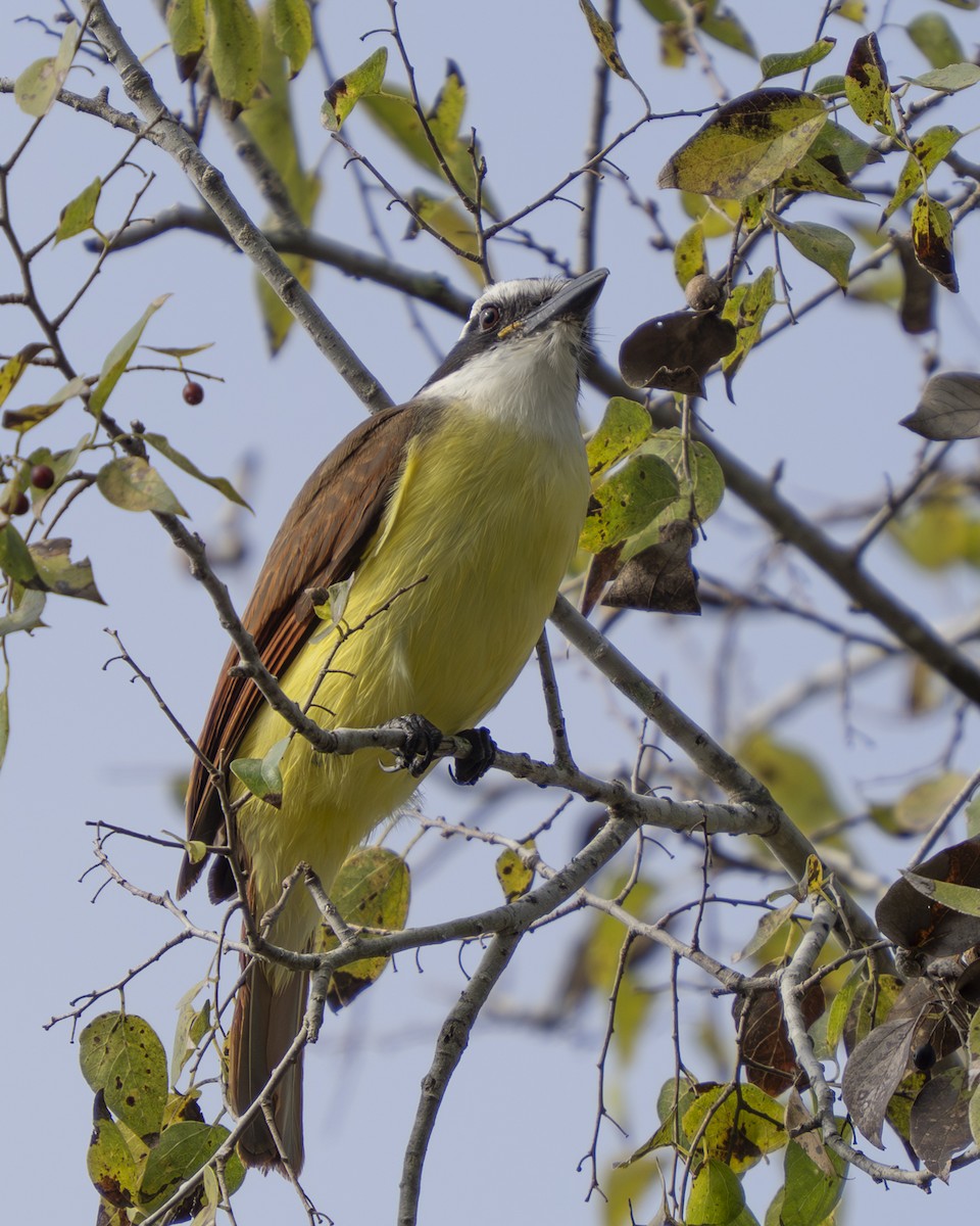 Great Kiskadee - ML647430206