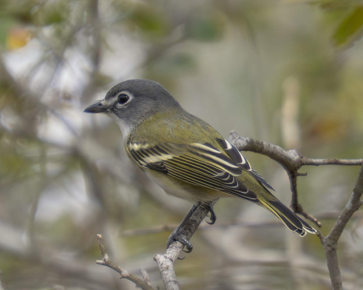Blue-headed Vireo - ML647430217
