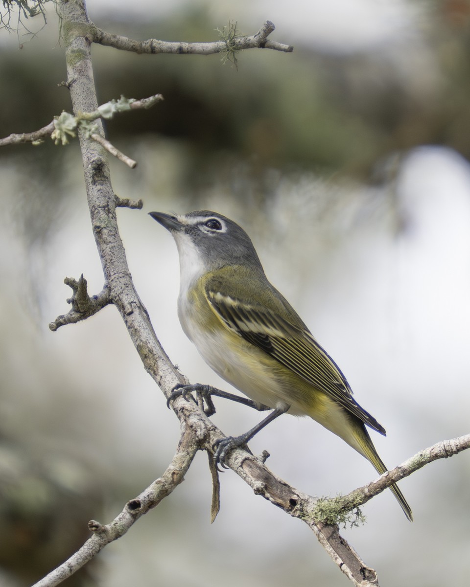 Blue-headed Vireo - ML647430218